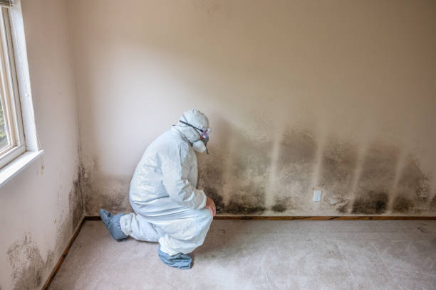 Best Affordable Mold Removal  in USA